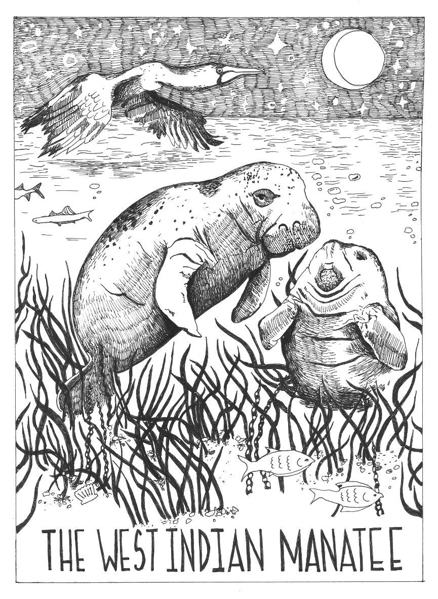 Nighttime in the Manatee Lagoon Print