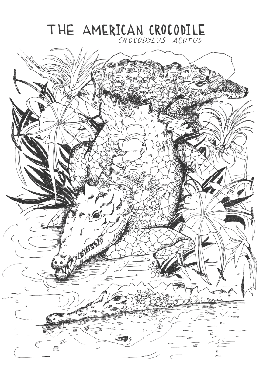 Crocodilian Fantasy Print
