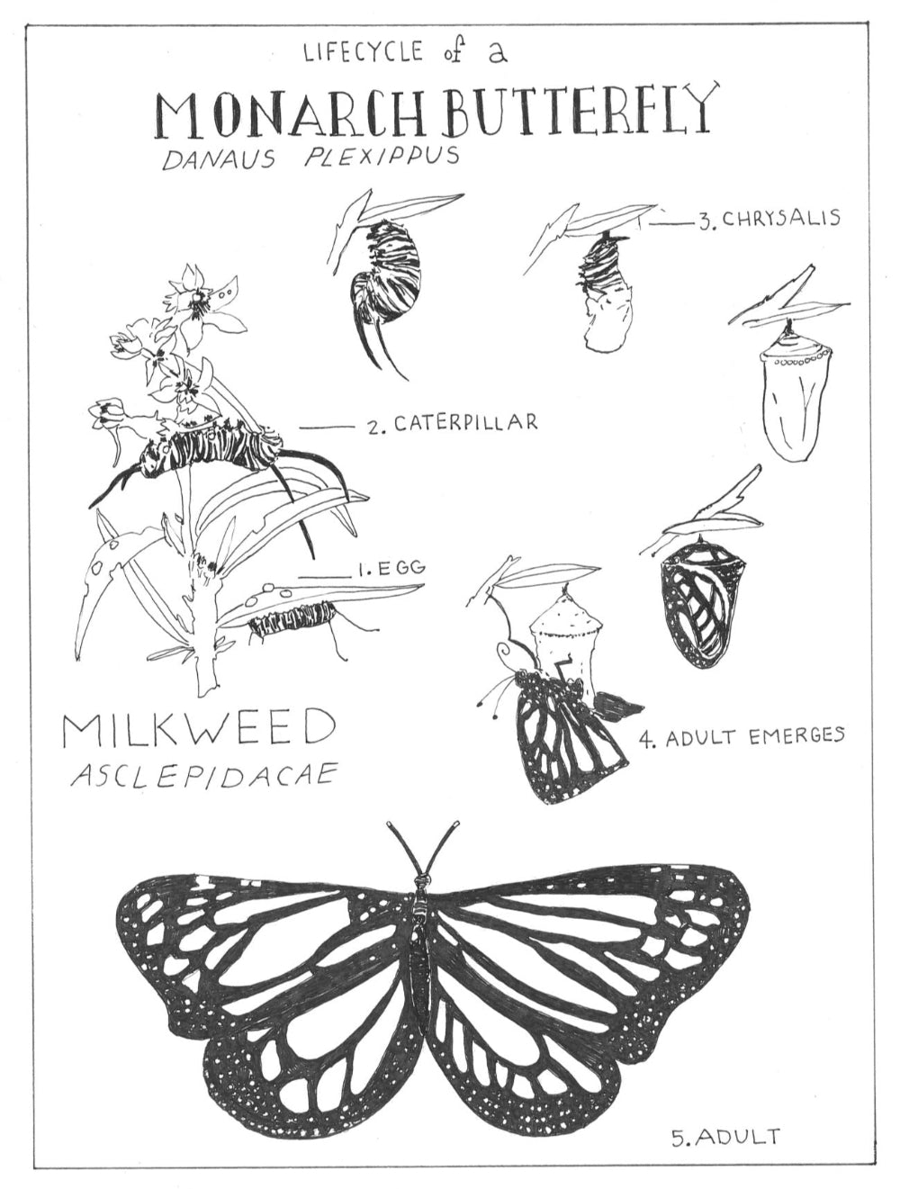 Lifecycle of a Monarch Butterfly Print